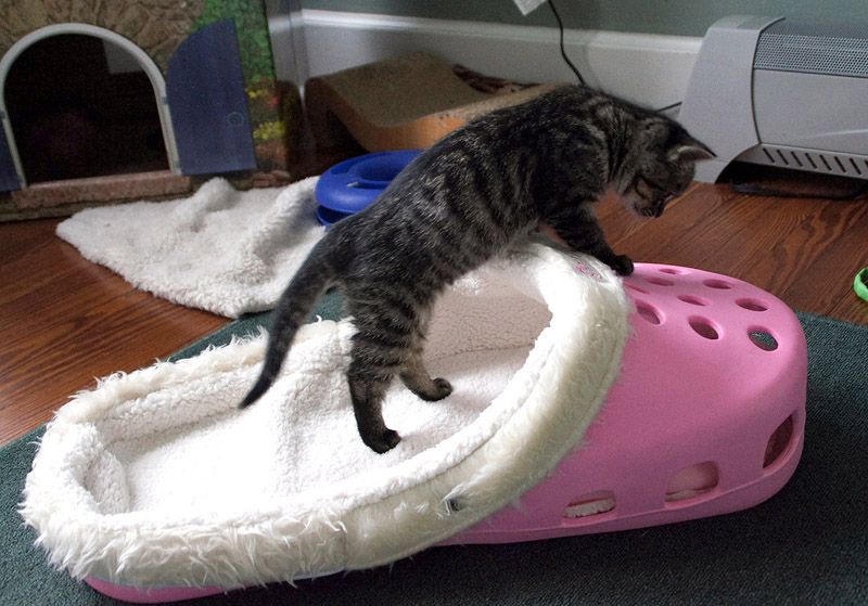 Причудливые, товары, коты и кошки, кошатники 