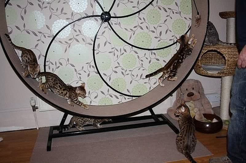 Причудливые, товары, коты и кошки, кошатники 