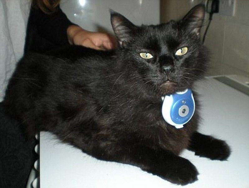 Причудливые, товары, коты и кошки, кошатники 