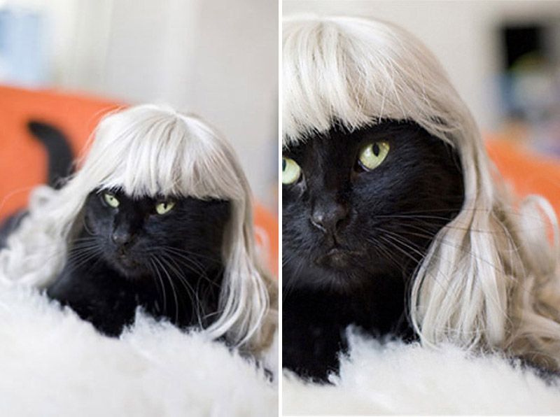 Причудливые, товары, коты и кошки, кошатники 