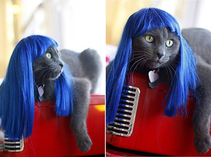 Причудливые, товары, коты и кошки, кошатники 