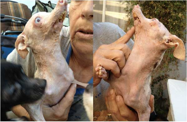 Трагическая история жизни чихуахуа по кличке Рози Трагическая история,трогательное,собаки,животные,жесть,чихуахуа Рози, rosie chihuahua, rip