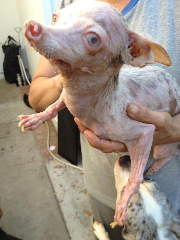 Трагическая история жизни чихуахуа по кличке Рози Трагическая история,трогательное,собаки,животные,жесть,чихуахуа Рози, rosie chihuahua, rip