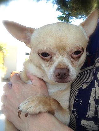 Трагическая история жизни чихуахуа по кличке Рози Трагическая история,трогательное,собаки,животные,жесть,чихуахуа Рози, rosie chihuahua, rip