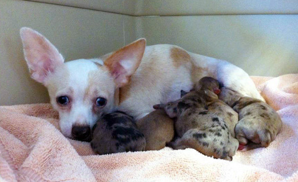 Трагическая история жизни чихуахуа по кличке Рози Трагическая история,трогательное,собаки,животные,жесть,чихуахуа Рози, rosie chihuahua, rip