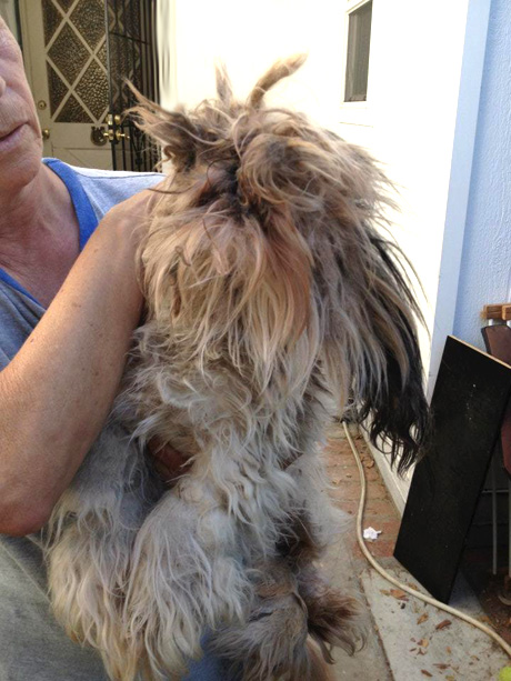 Трагическая история жизни чихуахуа по кличке Рози Трагическая история,трогательное,собаки,животные,жесть,чихуахуа Рози, rosie chihuahua, rip