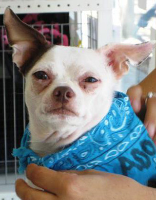 Трагическая история жизни чихуахуа по кличке Рози Трагическая история,трогательное,собаки,животные,жесть,чихуахуа Рози, rosie chihuahua, rip