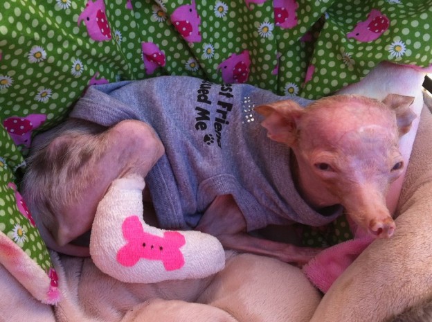 Трагическая история жизни чихуахуа по кличке Рози Трагическая история,трогательное,собаки,животные,жесть,чихуахуа Рози, rosie chihuahua, rip