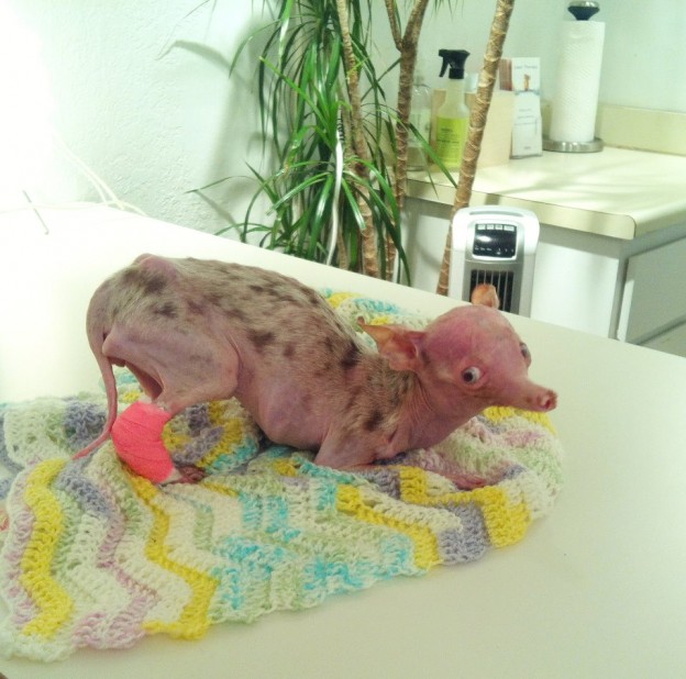 Трагическая история жизни чихуахуа по кличке Рози Трагическая история,трогательное,собаки,животные,жесть,чихуахуа Рози, rosie chihuahua, rip