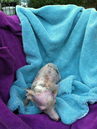 Трагическая история жизни чихуахуа по кличке Рози Трагическая история,трогательное,собаки,животные,жесть,чихуахуа Рози, rosie chihuahua, rip