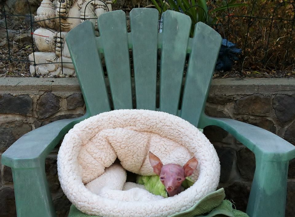 Трагическая история жизни чихуахуа по кличке Рози Трагическая история,трогательное,собаки,животные,жесть,чихуахуа Рози, rosie chihuahua, rip