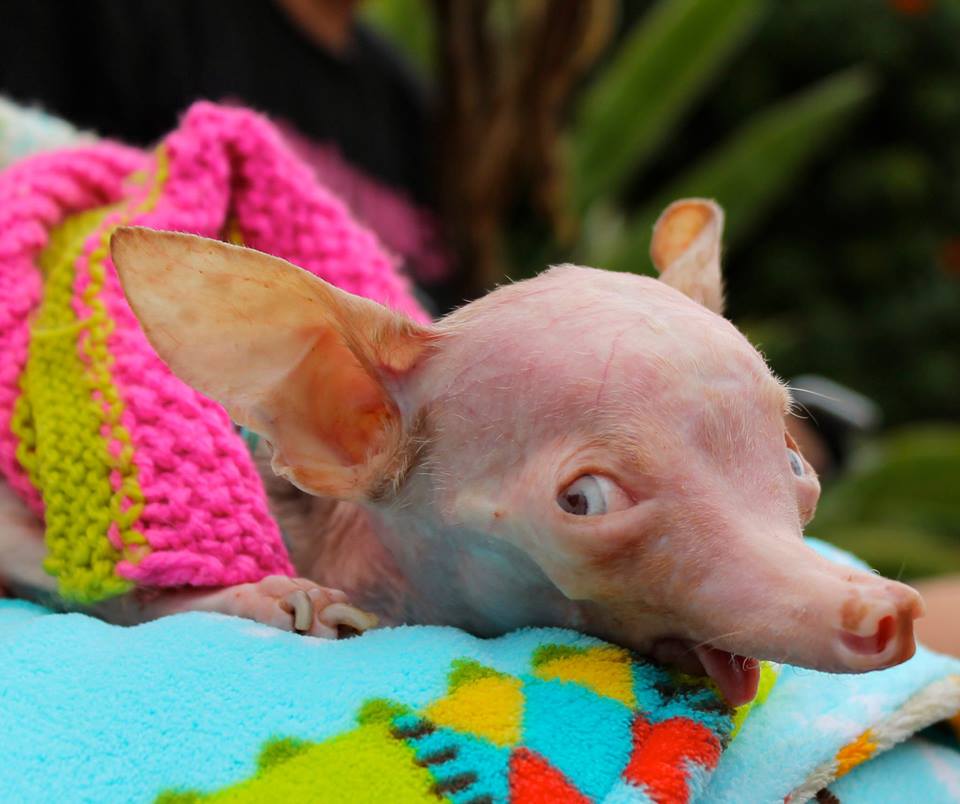 Трагическая история жизни чихуахуа по кличке Рози Трагическая история,трогательное,собаки,животные,жесть,чихуахуа Рози, rosie chihuahua, rip