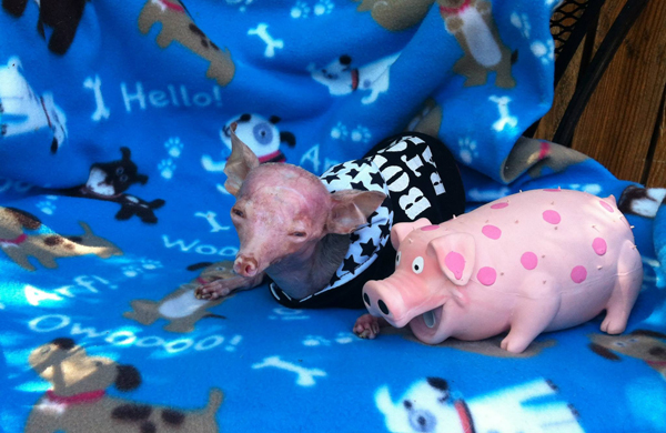 Трагическая история жизни чихуахуа по кличке Рози Трагическая история,трогательное,собаки,животные,жесть,чихуахуа Рози, rosie chihuahua, rip