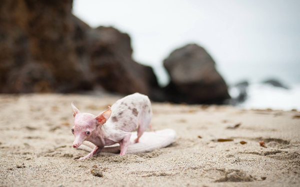 Трагическая история жизни чихуахуа по кличке Рози Трагическая история,трогательное,собаки,животные,жесть,чихуахуа Рози, rosie chihuahua, rip