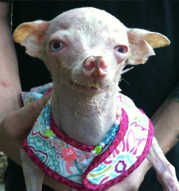 Трагическая история жизни чихуахуа по кличке Рози Трагическая история,трогательное,собаки,животные,жесть,чихуахуа Рози, rosie chihuahua, rip