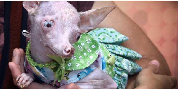 Трагическая история жизни чихуахуа по кличке Рози Трагическая история,трогательное,собаки,животные,жесть,чихуахуа Рози, rosie chihuahua, rip