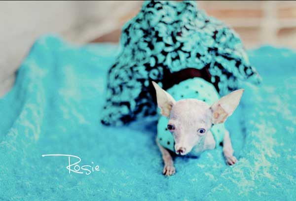 Трагическая история жизни чихуахуа по кличке Рози Трагическая история,трогательное,собаки,животные,жесть,чихуахуа Рози, rosie chihuahua, rip