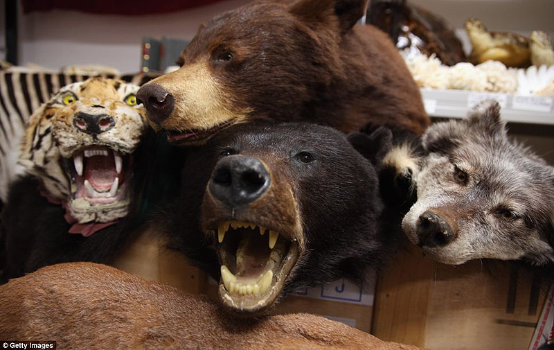 контрабанда,таможенный конфискат,чёрный рынок,жуткие предметы, аэропорт, Лондон