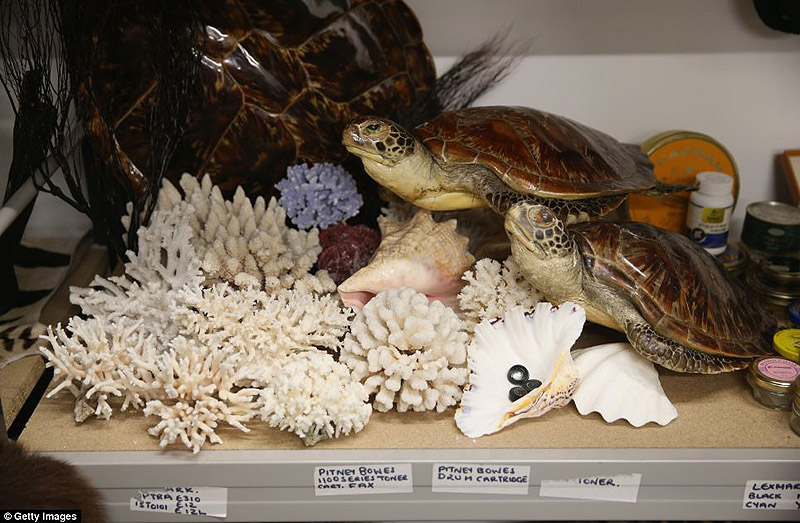 контрабанда,таможенный конфискат,чёрный рынок,жуткие предметы, аэропорт, Лондон