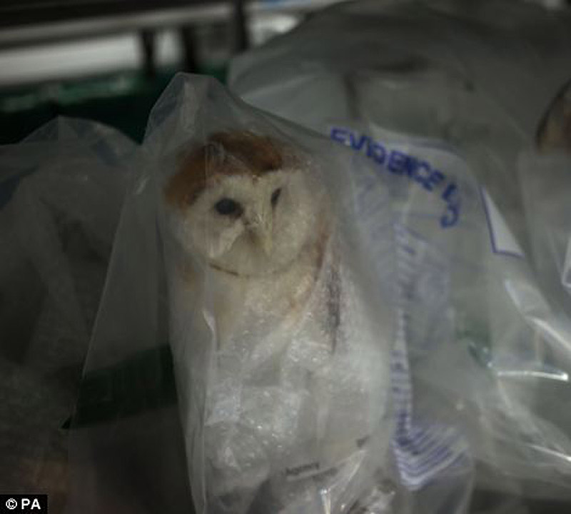 контрабанда,таможенный конфискат,чёрный рынок,жуткие предметы, аэропорт, Лондон