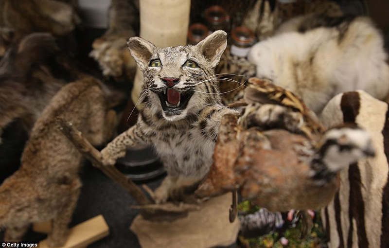 контрабанда,таможенный конфискат,чёрный рынок,жуткие предметы, аэропорт, Лондон