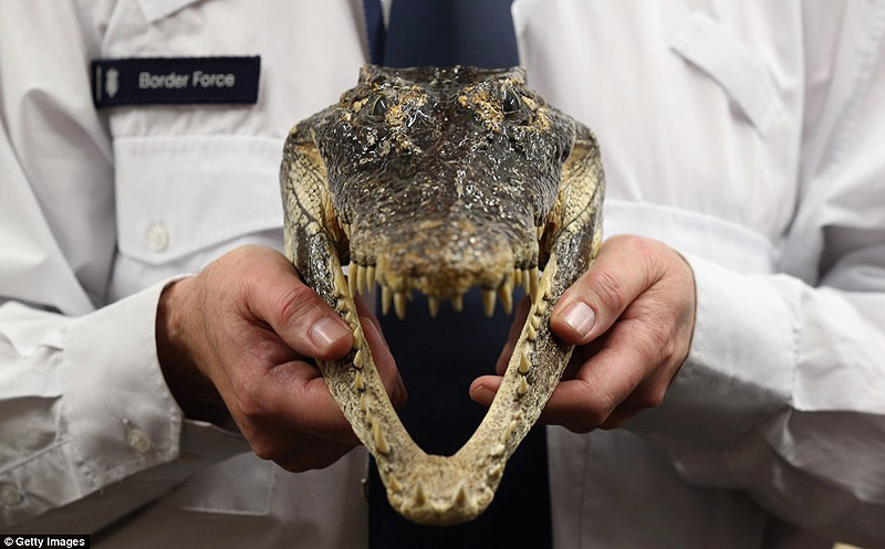 контрабанда,таможенный конфискат,чёрный рынок,жуткие предметы, аэропорт, Лондон