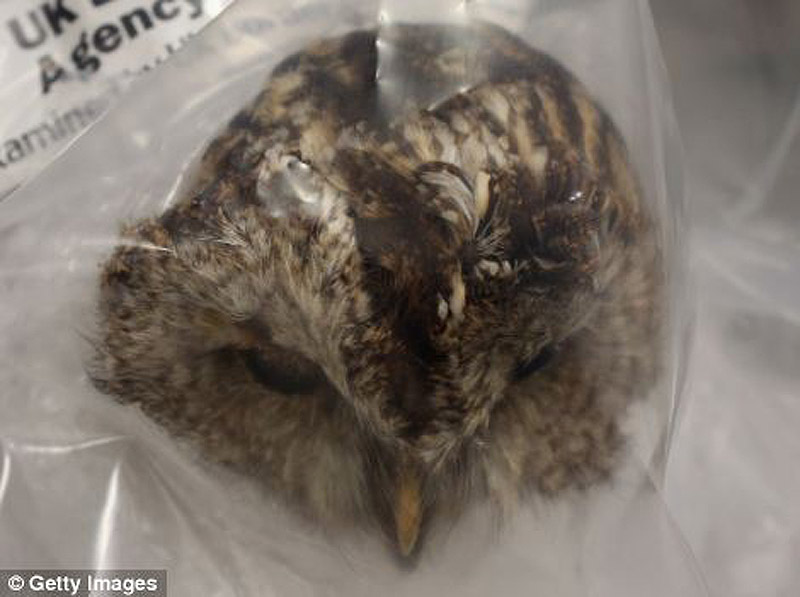 контрабанда,таможенный конфискат,чёрный рынок,жуткие предметы, аэропорт, Лондон