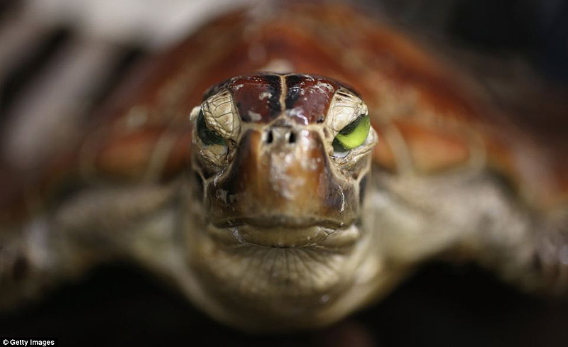 контрабанда,таможенный конфискат,чёрный рынок,жуткие предметы, аэропорт, Лондон