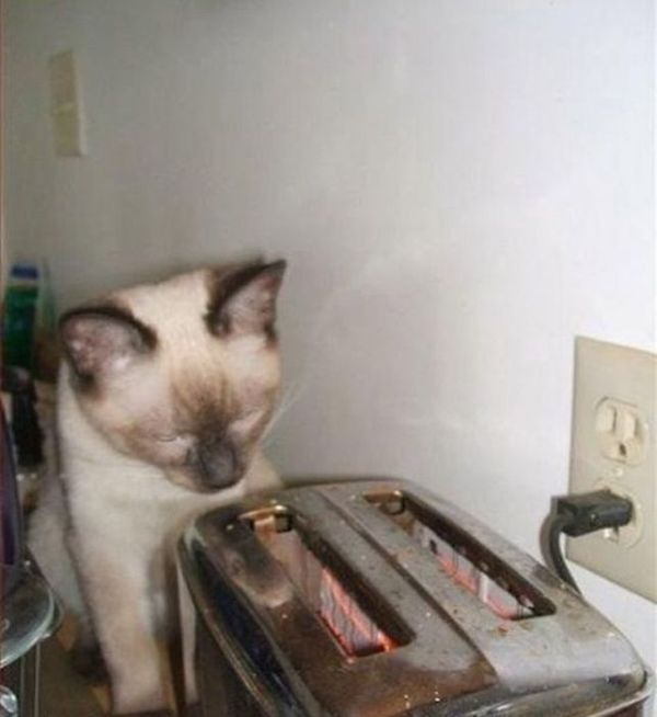 фотографии, в нужный момент, пойманный кадр