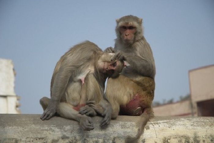 33 заблуждения, мифы, истина