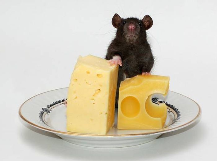 33 заблуждения, мифы, истина