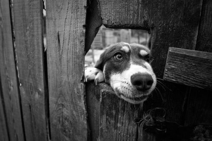 мордашки животные фото смешные