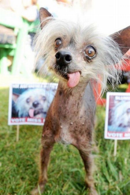 мордашки животные фото смешные