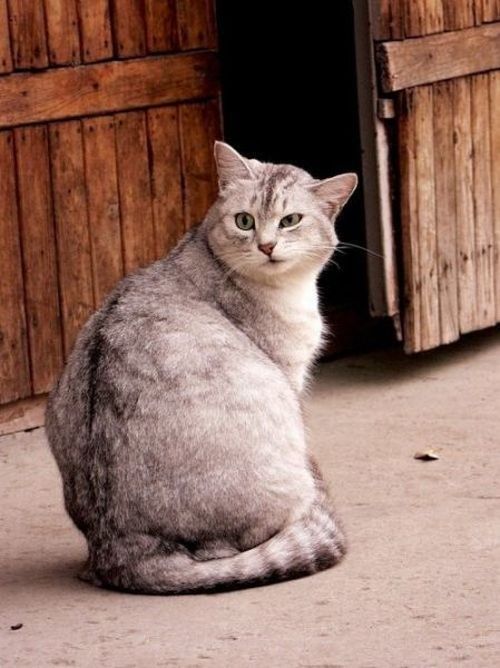 мордашки животные фото смешные