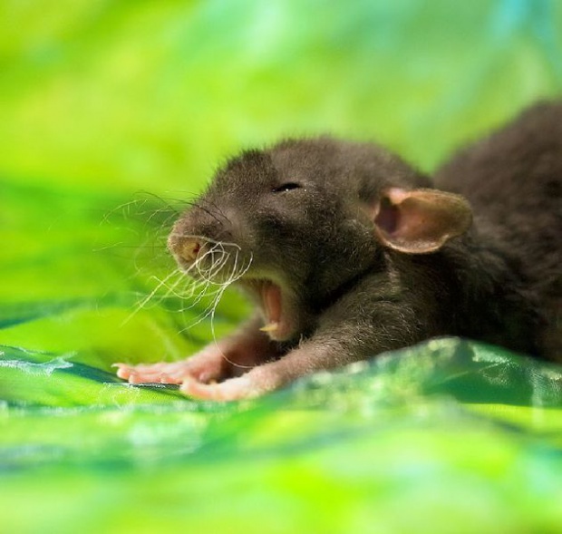 мордашки животные фото смешные