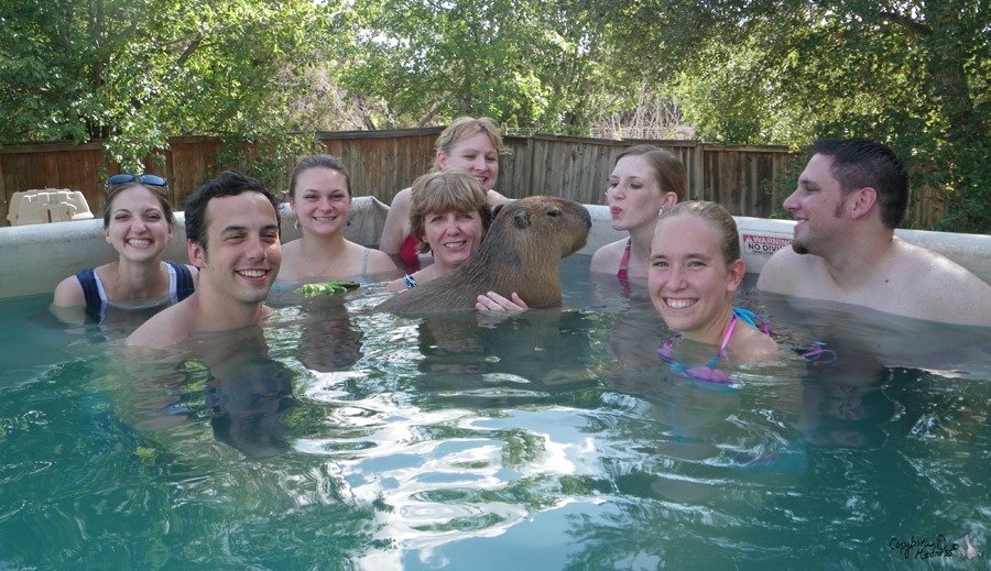 Капибары - новый вид домашних любимцев