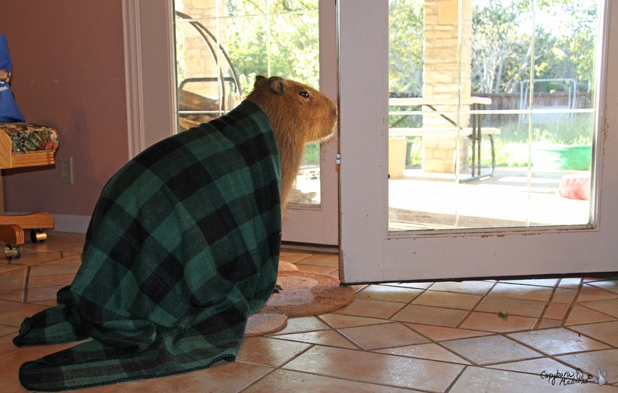 Капибары - новый вид домашних любимцев