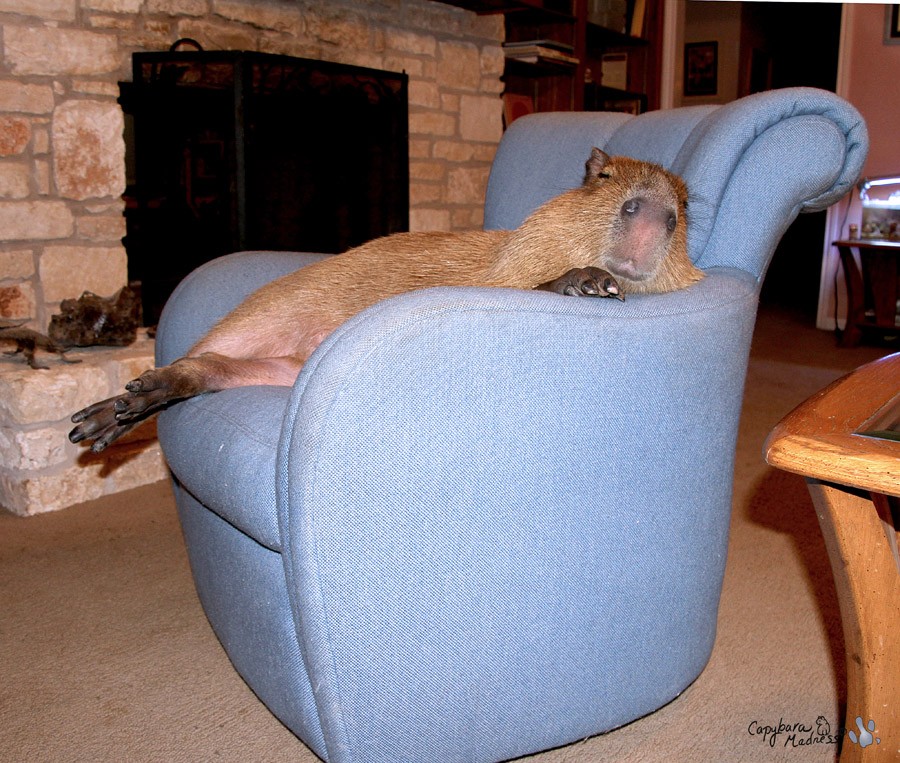 Капибары - новый вид домашних любимцев