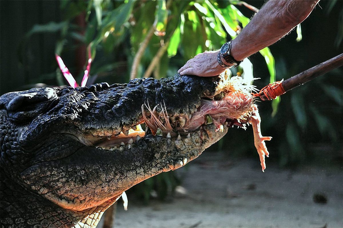 Самый, большой, крокодил, Кассиус Клей, исполнилось, 110 лет