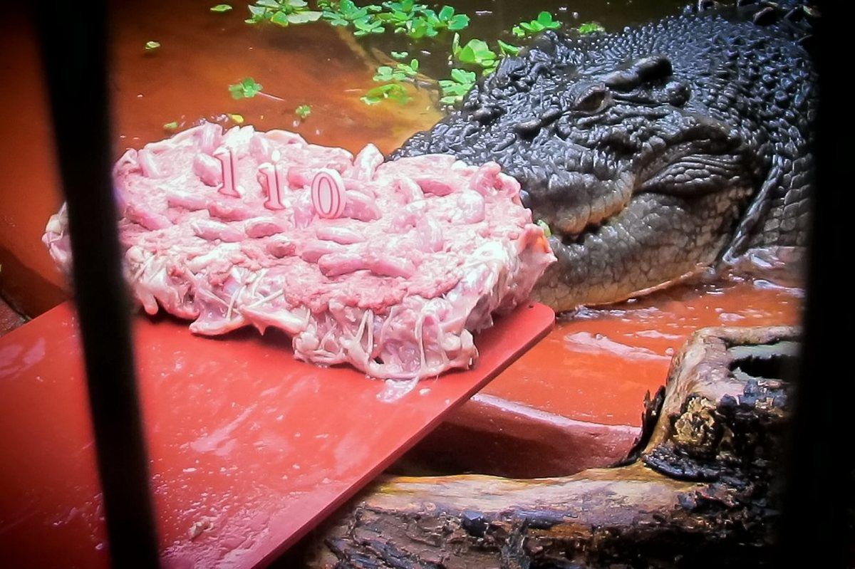 Самый, большой, крокодил, Кассиус Клей, исполнилось, 110 лет