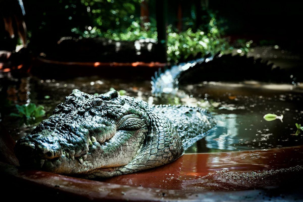 Самый, большой, крокодил, Кассиус Клей, исполнилось, 110 лет