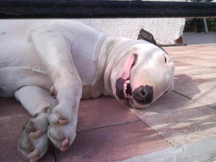 собака улыбака, улыбающиеся собаки, счастливые, радостные 