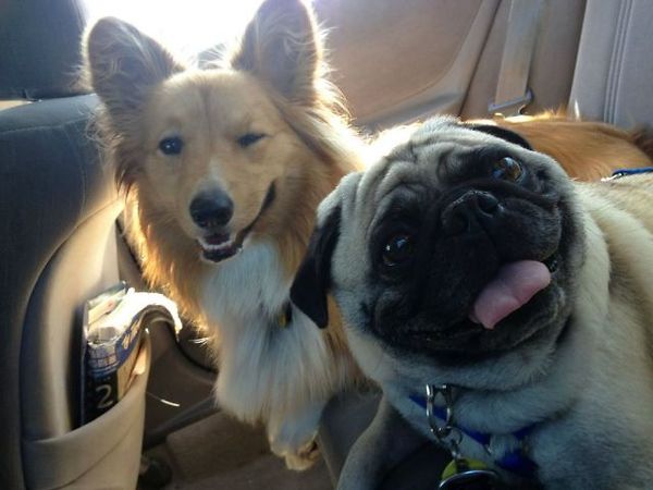 собака улыбака, улыбающиеся собаки, счастливые, радостные 