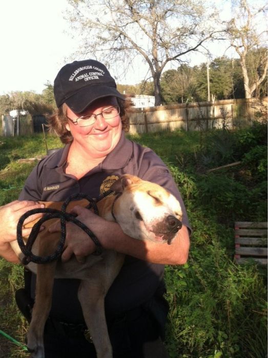 собака улыбака, улыбающиеся собаки, счастливые, радостные 