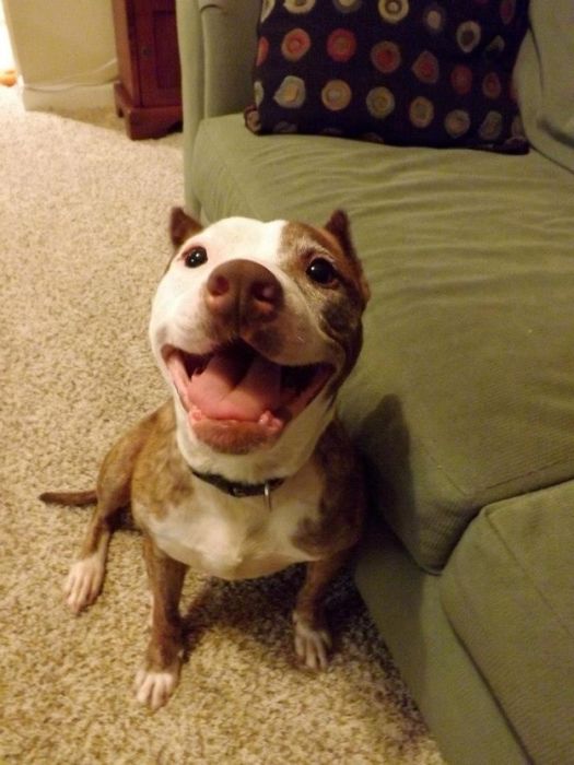 собака улыбака, улыбающиеся собаки, счастливые, радостные 