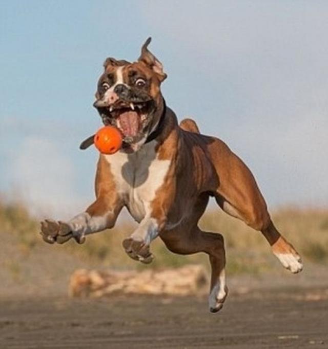 собака улыбака, улыбающиеся собаки, счастливые, радостные 