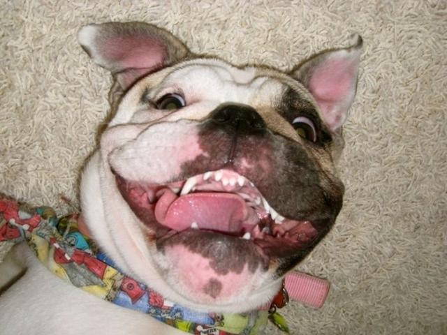 собака улыбака, улыбающиеся собаки, счастливые, радостные 