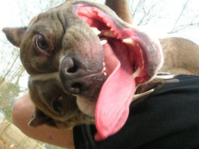 собака улыбака, улыбающиеся собаки, счастливые, радостные 