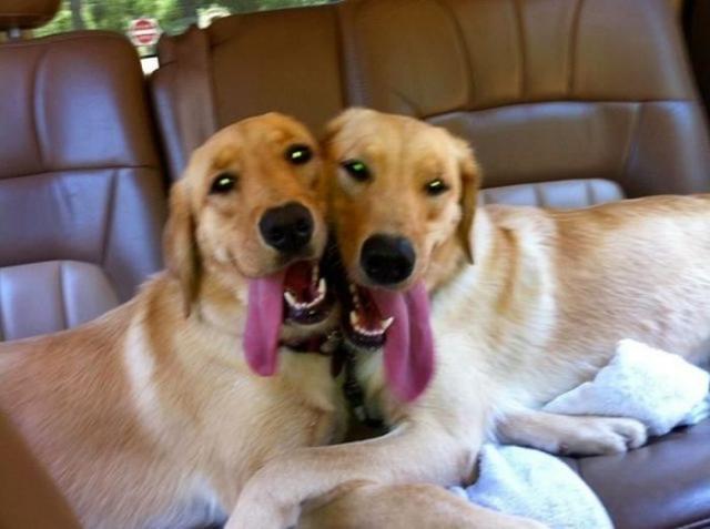 собака улыбака, улыбающиеся собаки, счастливые, радостные 