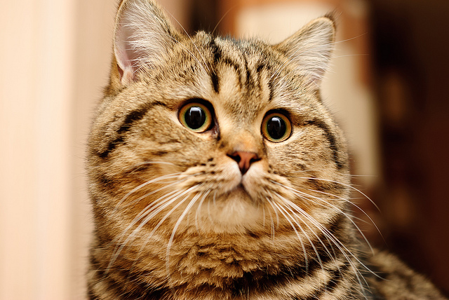 Талантливый фотограф и его милейшие коты Flickr, memberx,фотограф и коты, кот и кран